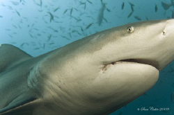 Big 2.5m Bull Shark, Beqa, Fiji. Shot with Nikon D90, due... by Sam Cahir 